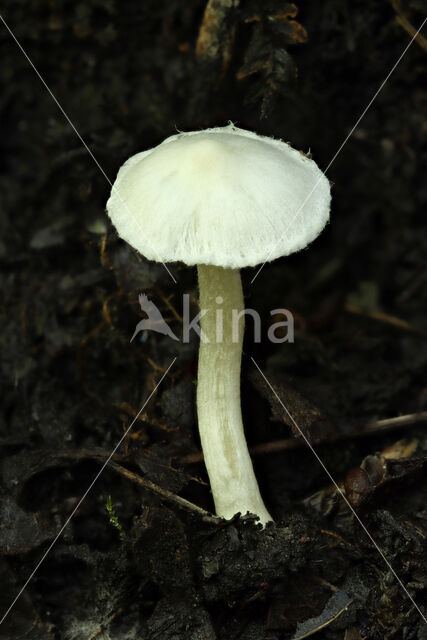 White Fibrecap (Inocybe geophylla)