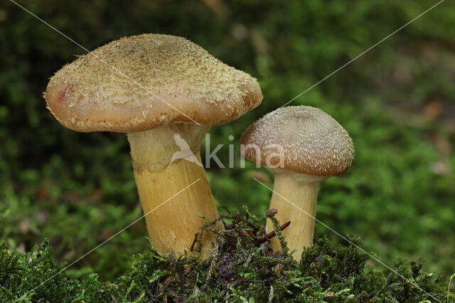 Knolhoningzwam (Armillaria lutea)