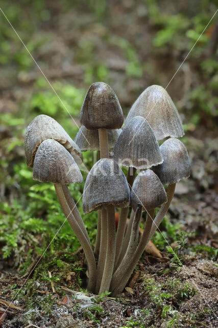 Mycena galopus var. nigra