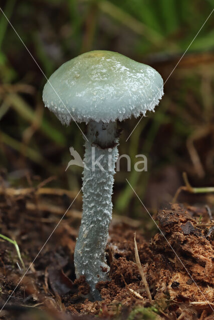 Valse kopergroenzwam (Psilocybe caerulea)