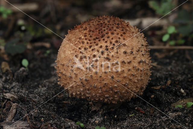 Spitsschubbige parasolzwam (Lepiota aspera)