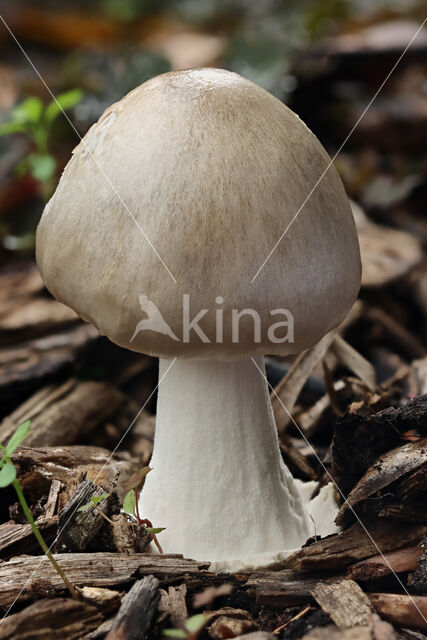 Stubby Rosegill (Volvariella gloiocephala)