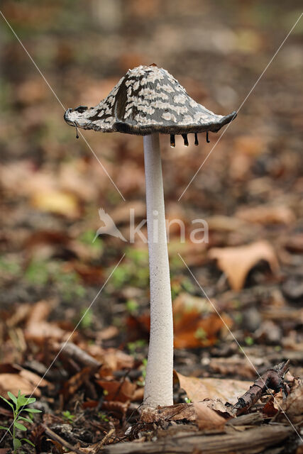 Pleated Inkcap (Coprinus picaceus)