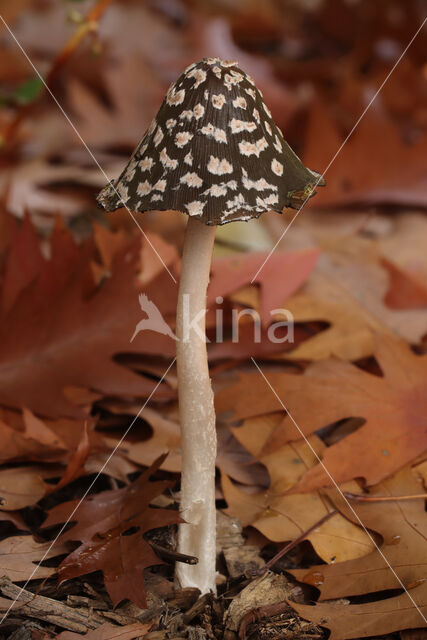 Pleated Inkcap (Coprinus picaceus)