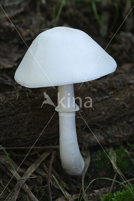 White Dapperling (Leucoagaricus leucothites)