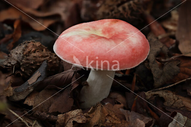 Beechwood Sickener (Russula mairei)