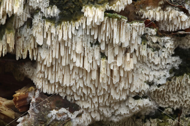 Witte tandzwam (Schizopora paradoxa)