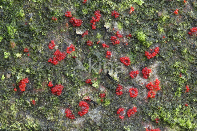 Gewoon meniezwammetje (Nectria cinnabarina)