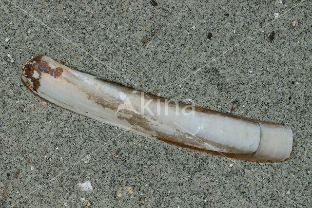 Atlantic razor clam (Ensis directus)