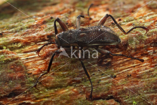 Macronychus quadrituberculatus