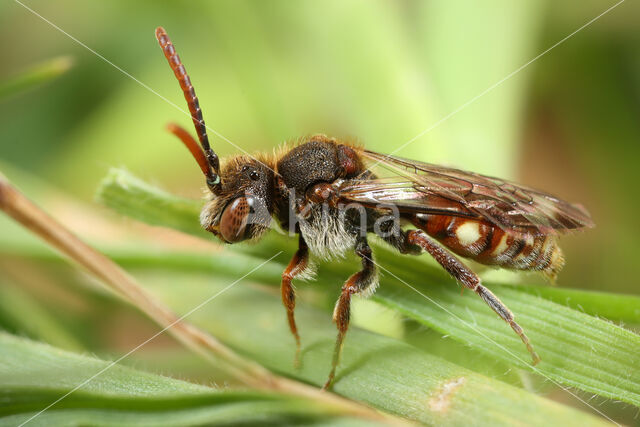 Wasp-bee (Nomada guttulata)