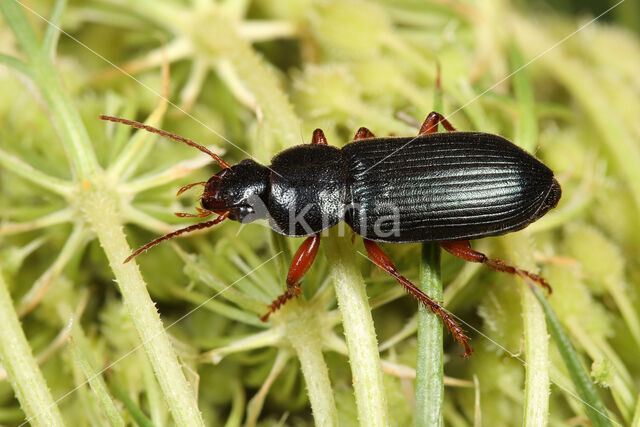 Grote Blauwe Halmklimmer (Ophonus ardosiacus)