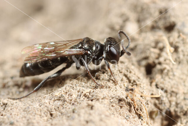 Miscophus ater