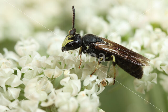 Moerasmaskerbij (Hylaeus pfankuchi)