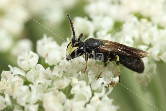 Moerasmaskerbij (Hylaeus pfankuchi)