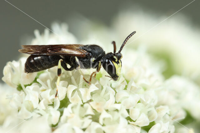 Moerasmaskerbij (Hylaeus pfankuchi)