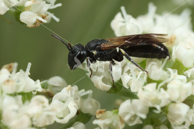 Moerasmaskerbij (Hylaeus pfankuchi)