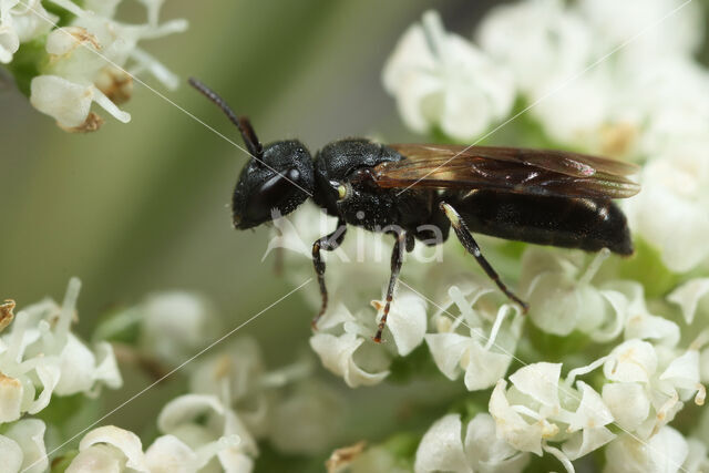 Hylaeus pfankuchi