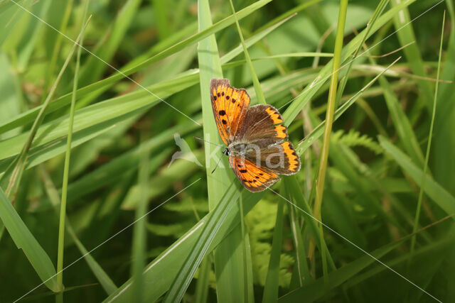 Grote vuurvlinder (Lycaena dispar)