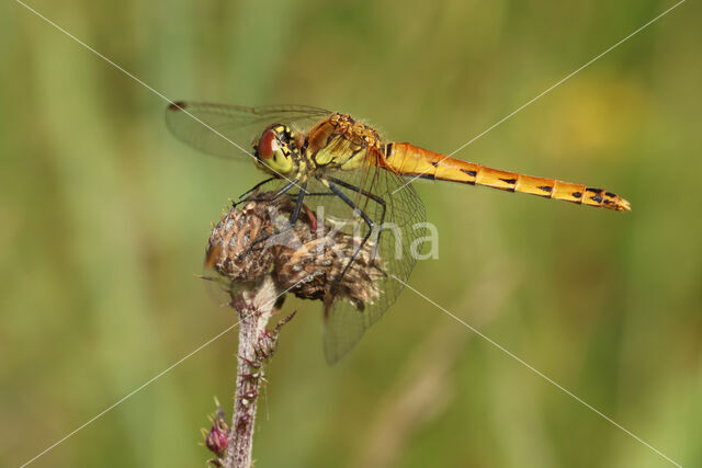 Eurasian red dragonfly (Sympetrum depressiusculum)