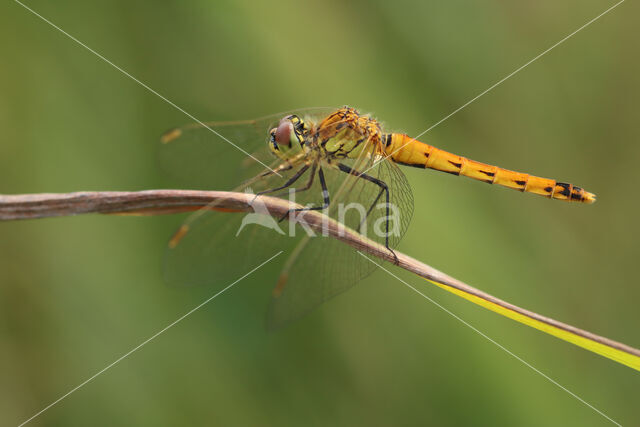 Eurasian red dragonfly (Sympetrum depressiusculum)