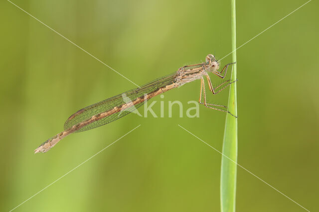 Siberian winter Damselfly (Sympecma paedisca)