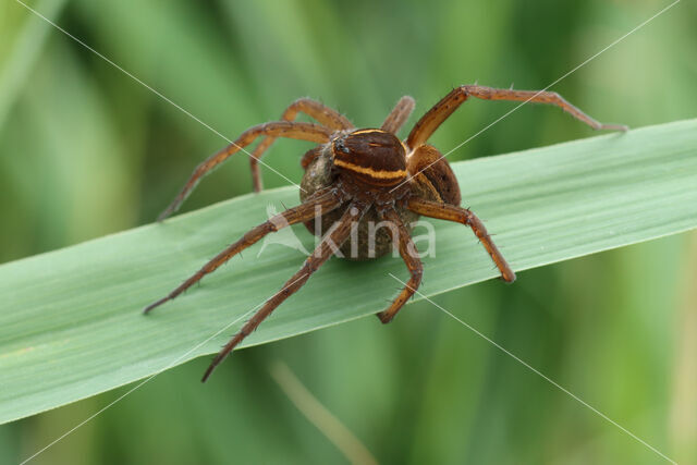 Great Raft Spider (Dolomedes plantarius)