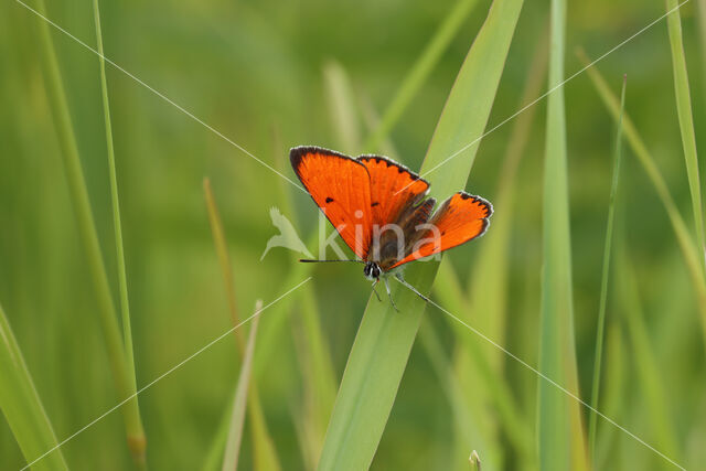 Large Copper (Lycaena dispar)