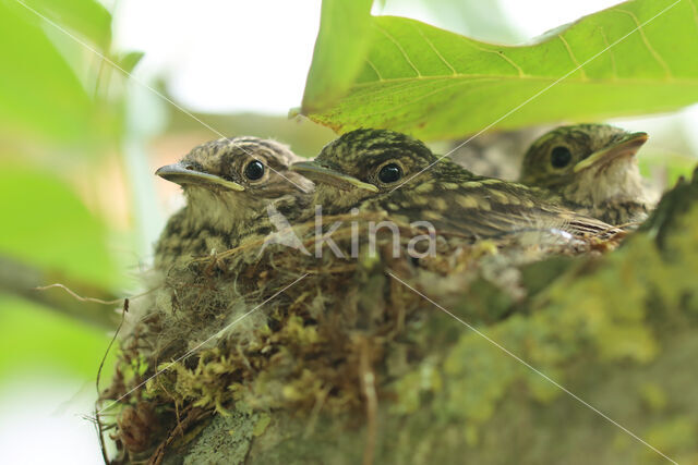 Grauwe Vliegenvanger (Muscicapa striata)