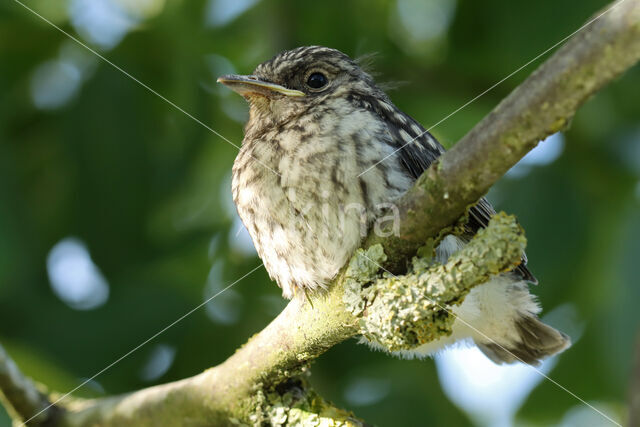 Spotted Flycatcher (Muscicapa striata)