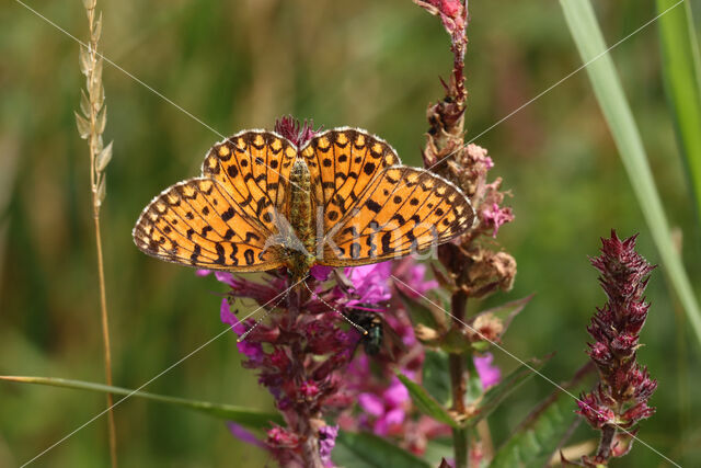 Small Pearl-Bordered Fritillary (Boloria selene)