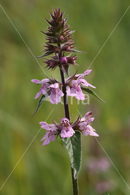 Moerasandoorn (Stachys palustris)