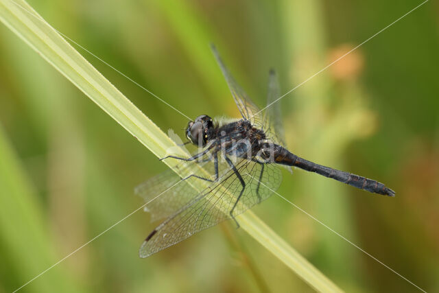 Black Darter (Sympetrum danae)