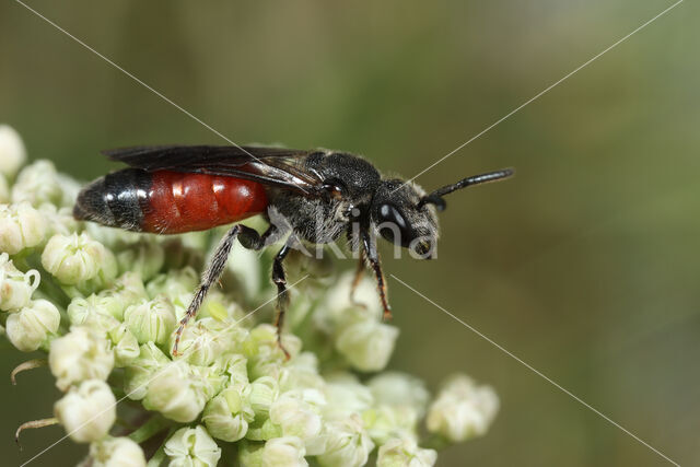 Wafelbloedbij (Sphecodes scabricollis)