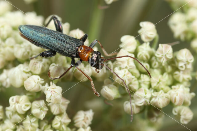 Oedemera croceicollis