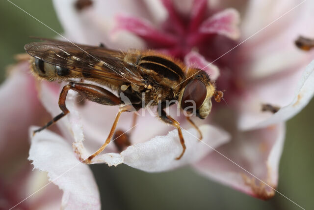 Hoverfly (Anasimyia interpuncta)