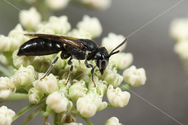 Rinks maskerbij (Hylaeus rinki)