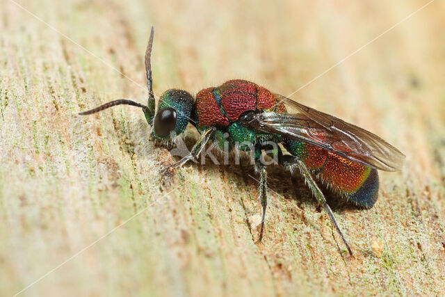 Chrysis viridula