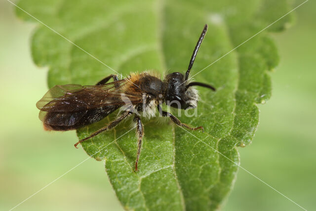 Gewone Rozenzandbij (Andrena fucata)