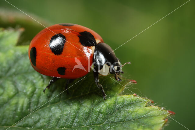 Scarce 7-spot Ladybird (Coccinella magnifica)