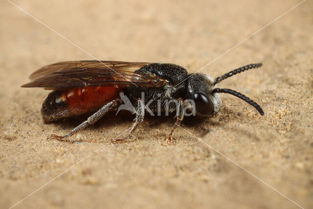 Sphecodes rufiventris