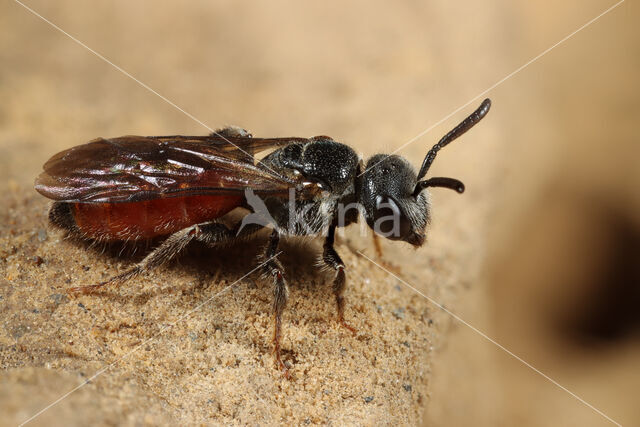 Gestreepte bloedbij (Sphecodes rufiventris)