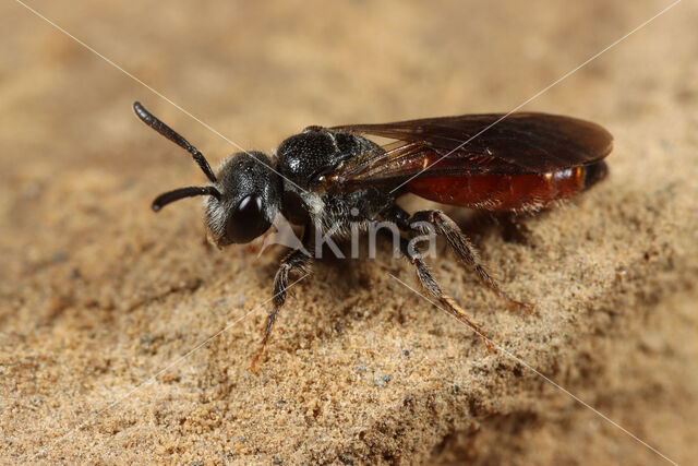 Gestreepte bloedbij (Sphecodes rufiventris)