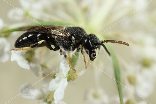 Hylaeus punctatus