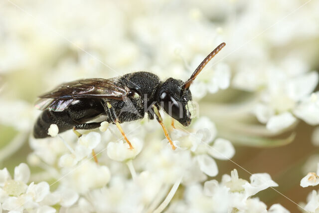 Hylaeus punctatus