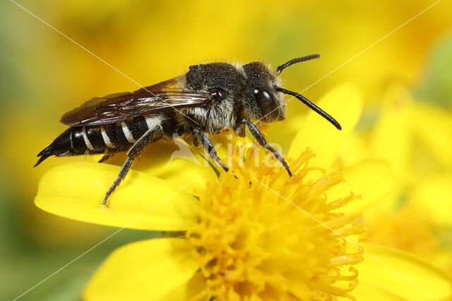 Gewone kegelbij (Coelioxys inermis)