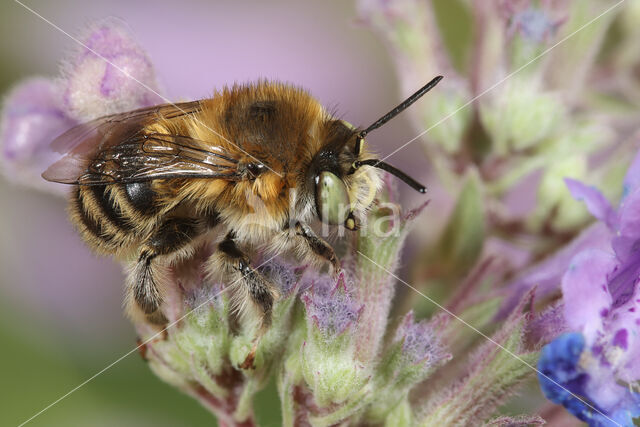 Nepetabij (Anthophora quadrimaculata)