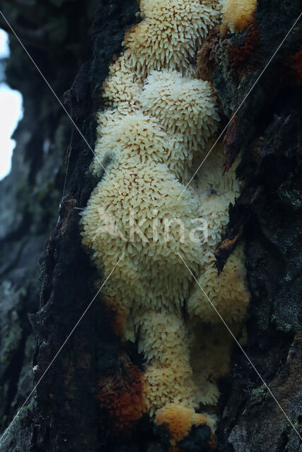 Boomgaardstekelkorstzwam (Sarcodontia crocea)