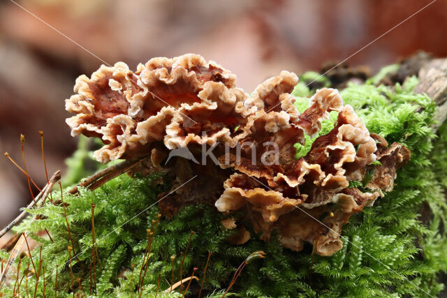 Bleeding oak crust (Stereum gausapatum)