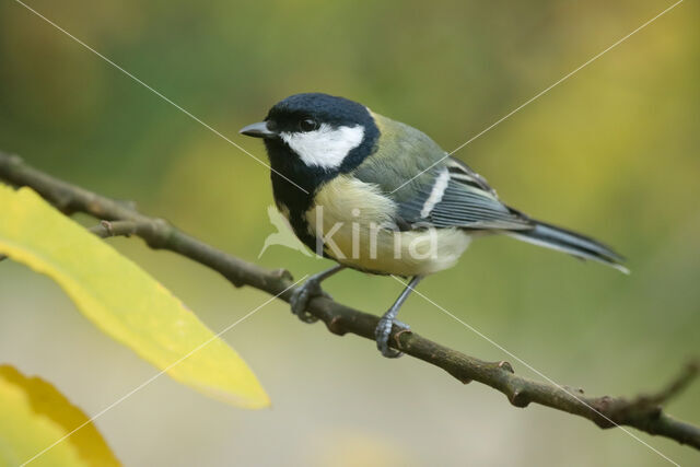 Great Tit (Parus major)